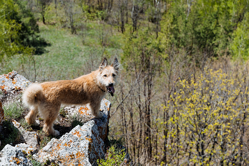 A dog stands on a cliff looking into the camera, a portrait of a red dog, a mongrel sticking out his tongue. High quality photo