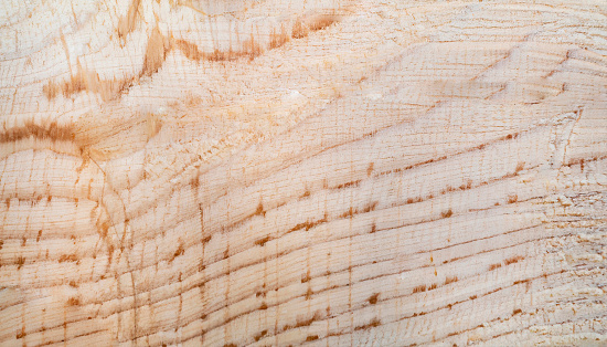 Natural oak veneer texture on macro. Extremely high resolution photo.