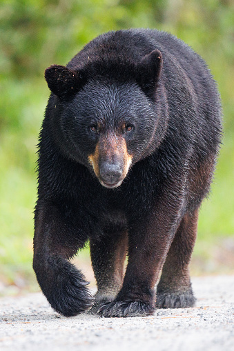 The American black bear (Ursus americanus) is a medium-sized bear native to North America and found in Yellowstone National Park. A male bear.
