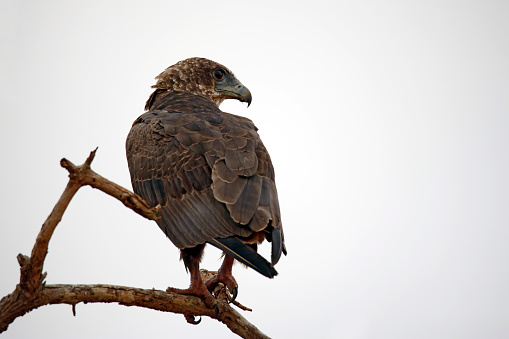 Juvenile Bateleur (Terathopius ecaudatus) on a Tree-top Branch. Taita Hills, Kenya