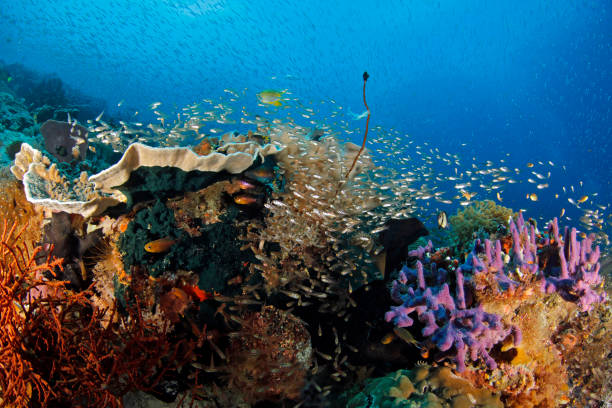 istock Raja Ampat Coral Reef Life 1767471641