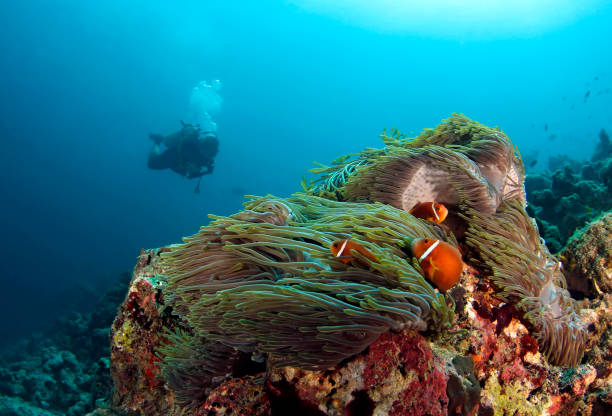 istock Maldives Anemonefish and Scuba Diver 1767471644