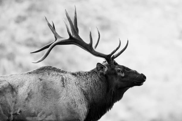 Black and White Bull Elk Portrait