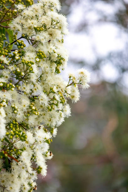 istock Closeup white Eucalyptus flowers and buds, background with copy space 1767472714