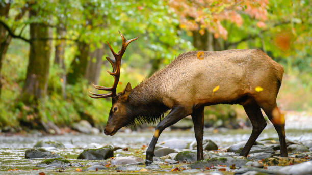 istock Fall Bull Elk in the Woods 1767472721