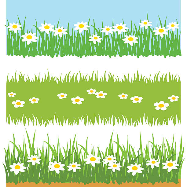 녹색 잔디, 흰색 꽃 - grass shoulder rural scene road wildflower stock illustrations
