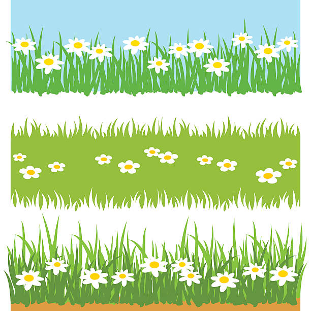 ilustrações, clipart, desenhos animados e ícones de grama verde com flores brancas - grass shoulder rural scene road wildflower