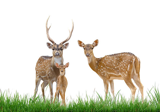 istock axis deer family with green grass isolated 176747450