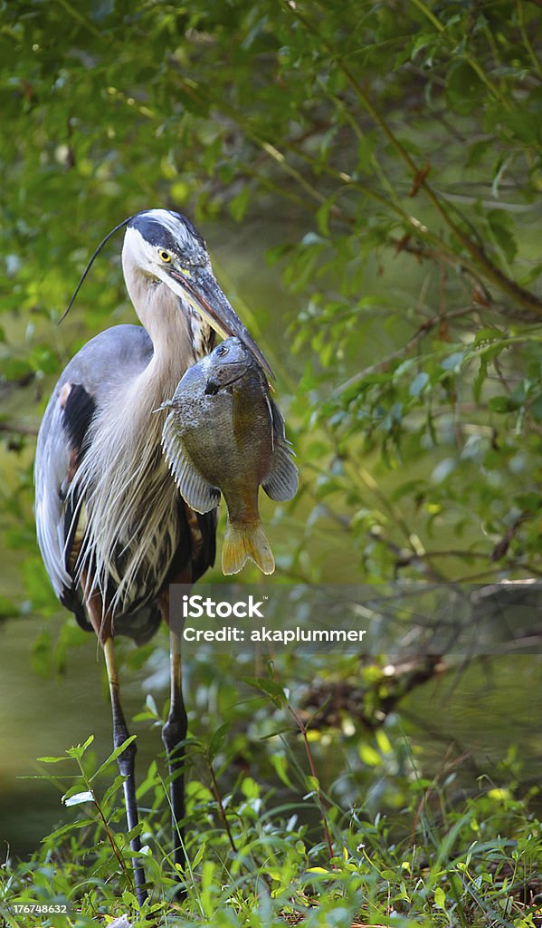 Garça-real-americana e frescos captura - Royalty-free Captura de Peixe Foto de stock