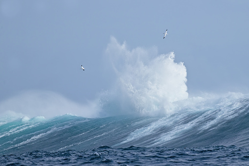 Gannet feeding over sea