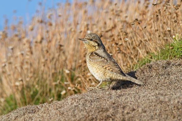 istock Wryneck in habitat 1767490864