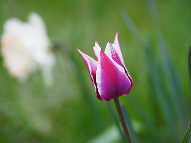 istock Blossoming white-purple tulip 1767494801