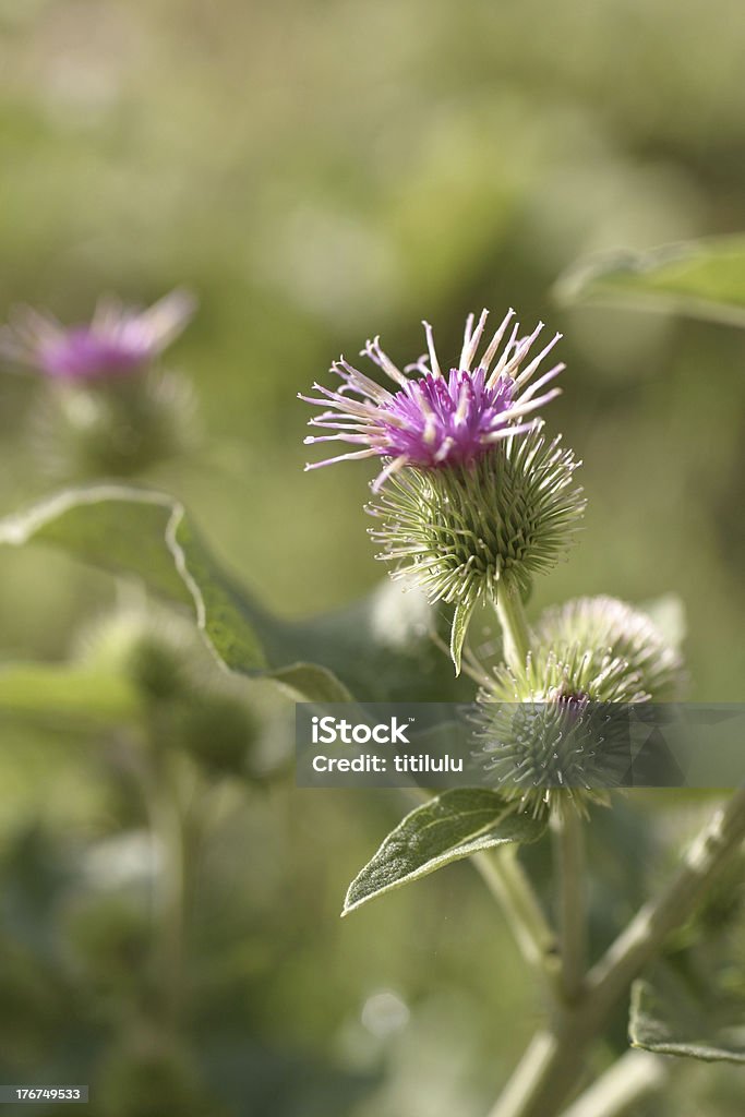 より burdock 、Arctium lappa 、フラワー - おしべのロイヤリティフリーストックフォト