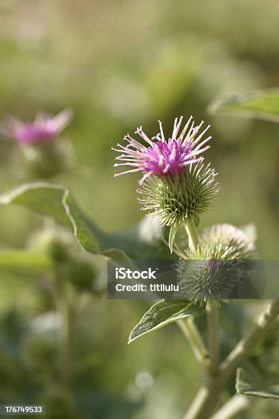 より Burdock Arctium Lappa フラワー - おしべのストックフォトや画像を多数ご用意 - おしべ, アザミ, オナモミ