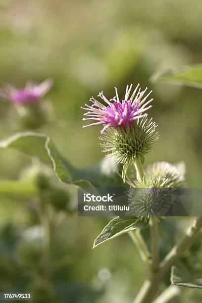큰 Burdock Arctium Lappa 꽃 0명에 대한 스톡 사진 및 기타 이미지 - 0명, Greater Burdock, 꽃 나무
