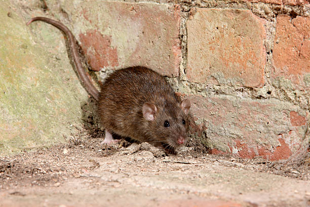 istock Brown rat, Rattus norvegicus 176749774