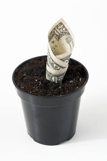 Growing Money stock photo