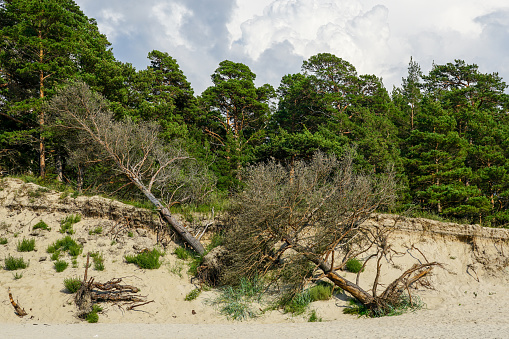 Pine trees felled by erosion on the sandy coast of the Baltic Sea, ecological problem, uprooted trees lying on sand, landslide