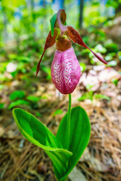 istock Pink Lady's Slipper 1767508787