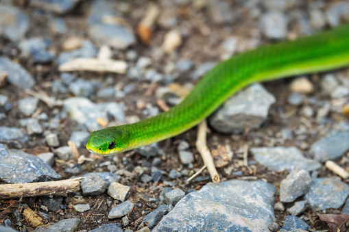 Smooth Green Snake in the wild.