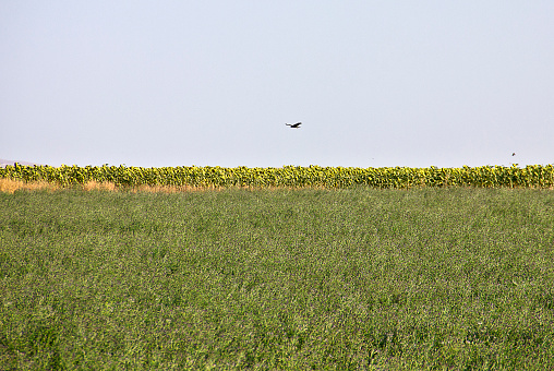 Field in kırşehir turkey. They are harvesting the green lentil on field in summer time.