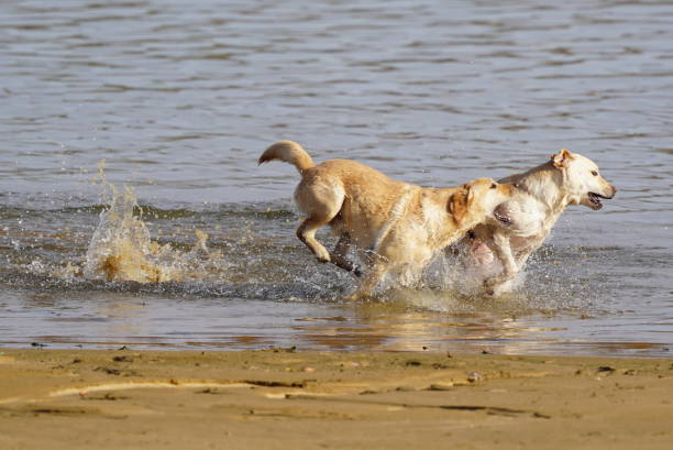 istock Labrador dogs in the lake 1767515816