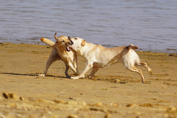 istock Labrador dogs in the lake 1767515824