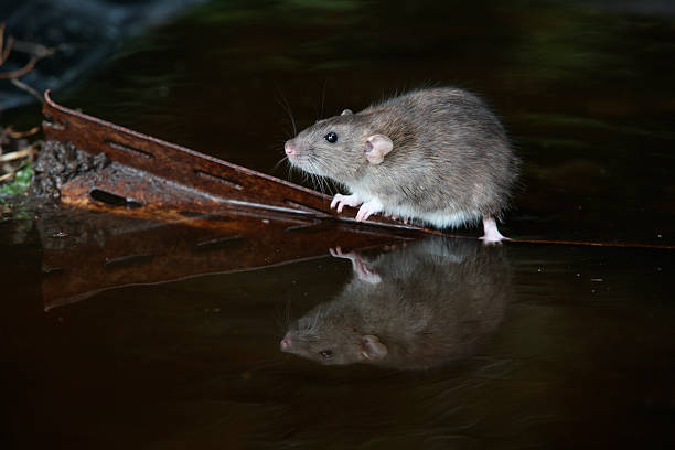 istock Brown rat, Rattus norvegicus 176751590