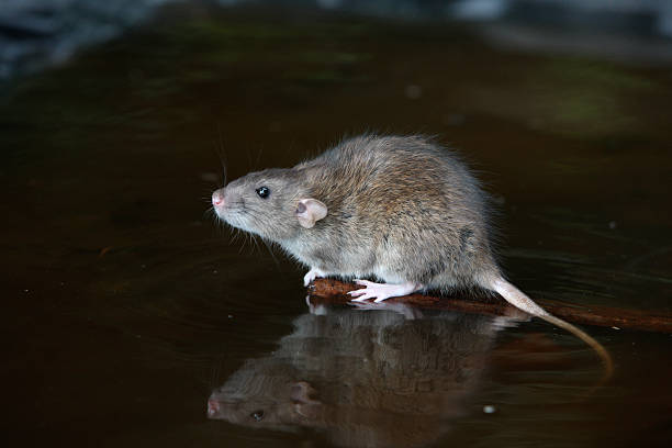 istock Brown rat, Rattus norvegicus 176751613