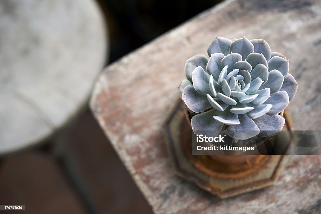 succulent pot on wooden table no2 Succulent Plant Stock Photo