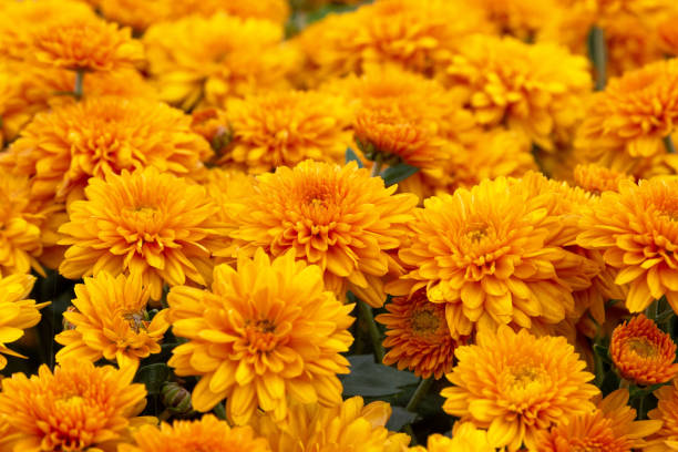 istock Bright orange chrysanthemums. Background for a postcard. 1767516362