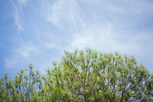 Pine tree and blue sky, background with copy space