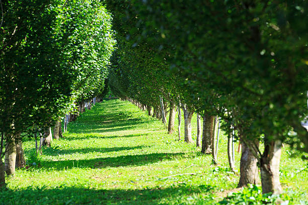 linhas de árvores jovens - planting tree poplar tree forest imagens e fotografias de stock