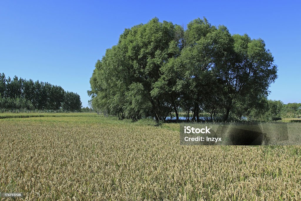 Paisaje de arroz - Foto de stock de Agricultura libre de derechos