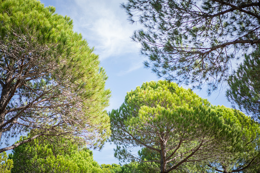 Pine tree and blue sky, background with copy space