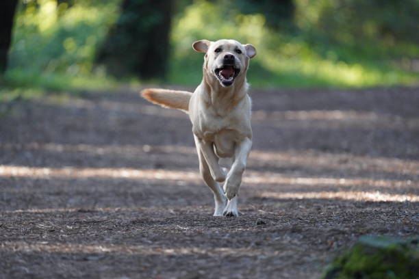 istock Labrador dog running in forest 1767518038