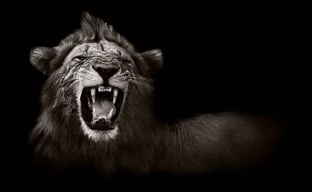 visualizzazione di pericolosi denti di leone - lion africa undomesticated cat portrait foto e immagini stock