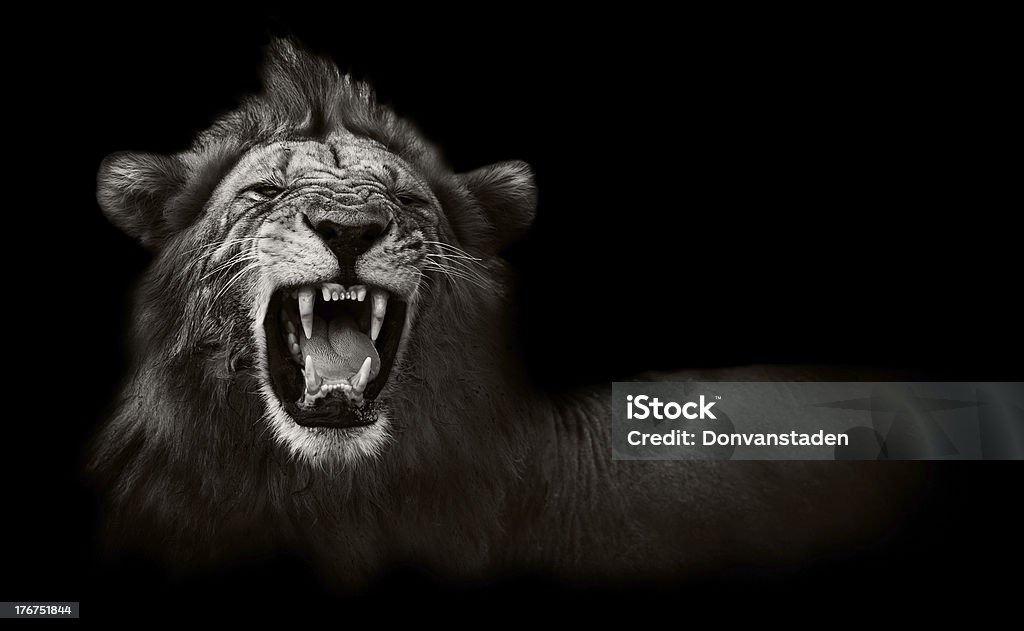 Lion displaying dangerous teeth Wild African male lion showing snarling teeth Lion - Feline Stock Photo