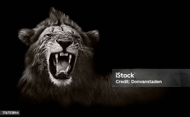 Lion Displaying Dangerous Teeth Stock Photo - Download Image Now - Lion - Feline, Roaring, Black And White
