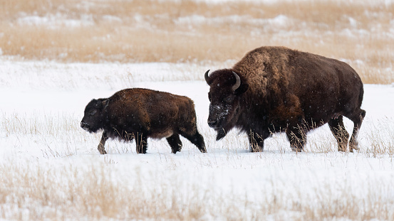 Bison, buffalo, Grand Teton National Park, Wyoming