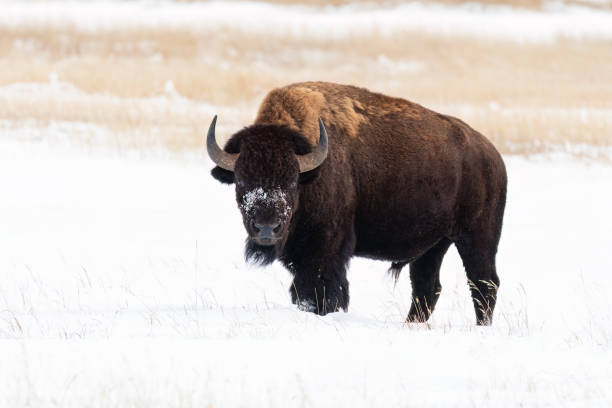 istock American Bison, buffalo, big male with snow on a cold day 1767518593