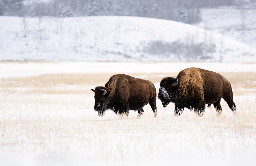 Bison, buffalo, Grand Teton National Park, Wyoming