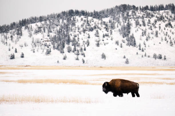 istock American Bison, buffalo, big male with snow on a cold day 1767520748