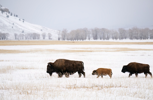 Two bull bison in profile backlit with ice and frost in their fur, breathing clouds of steam in a cold yellowstone winter