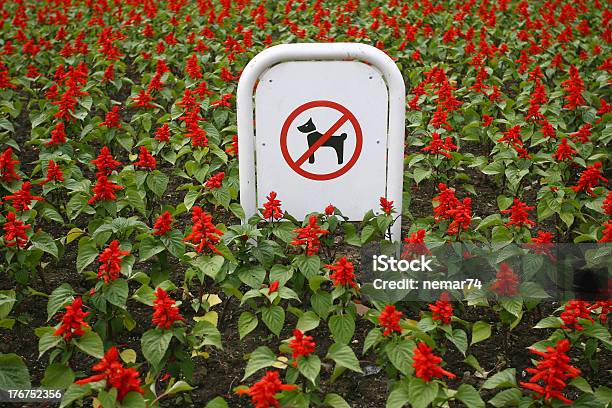 Schild Verbot Hund Zu Fuß In Ein Botanischer Garten Stockfoto und mehr Bilder von Blume