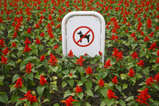 Sign prohibiting dog walking in a botanical garden, no dogs sing in flowers