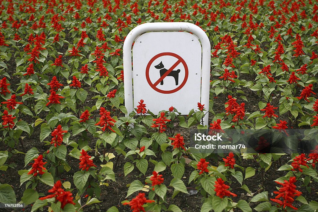 Placa proibir cachorro andando em um jardim botânico, - Foto de stock de Andar royalty-free