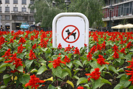 Sign prohibiting dog walking in a botanical garden, no dogs sing in flowers