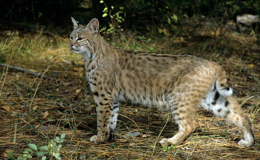 Bobcat (Lynx rufus) is a North American mammal of the cat family Felidae, appearing during the Irvingtonian stage of around 1.8 million years ago, Kalispell, Montana