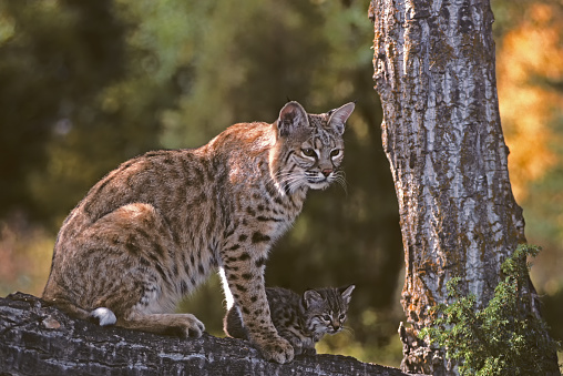 Eurasian Lynx walks around in the forests of Europe